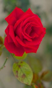 Preview wallpaper rose, bud, macro, red, petals