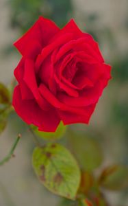 Preview wallpaper rose, bud, macro, red, petals