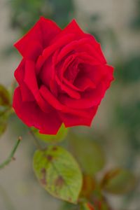 Preview wallpaper rose, bud, macro, red, petals