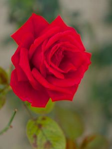 Preview wallpaper rose, bud, macro, red, petals