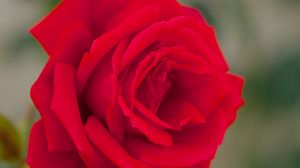 Preview wallpaper rose, bud, macro, red, petals