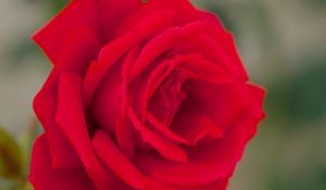 Preview wallpaper rose, bud, macro, red, petals