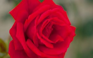 Preview wallpaper rose, bud, macro, red, petals