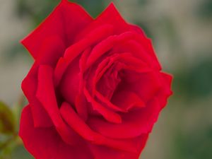 Preview wallpaper rose, bud, macro, red, petals