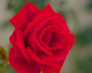 Preview wallpaper rose, bud, macro, red, petals