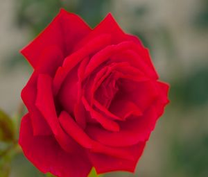 Preview wallpaper rose, bud, macro, red, petals