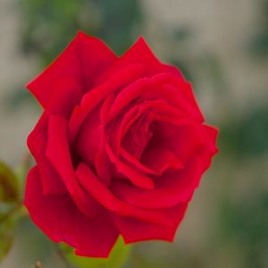 Preview wallpaper rose, bud, macro, red, petals