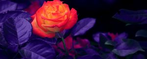 Preview wallpaper rose, bud, orange, purple