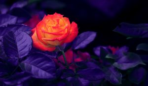 Preview wallpaper rose, bud, orange, purple