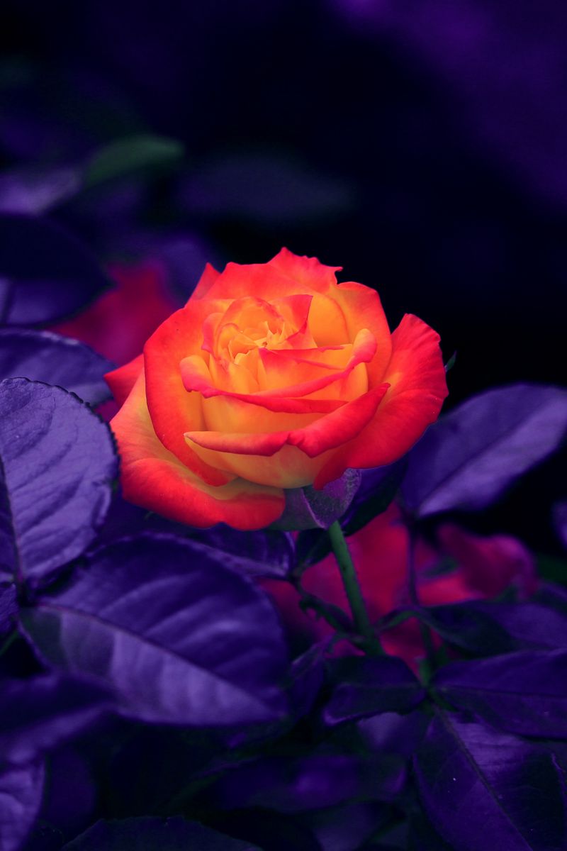 800x1200 Wallpaper rose, bud, orange, purple