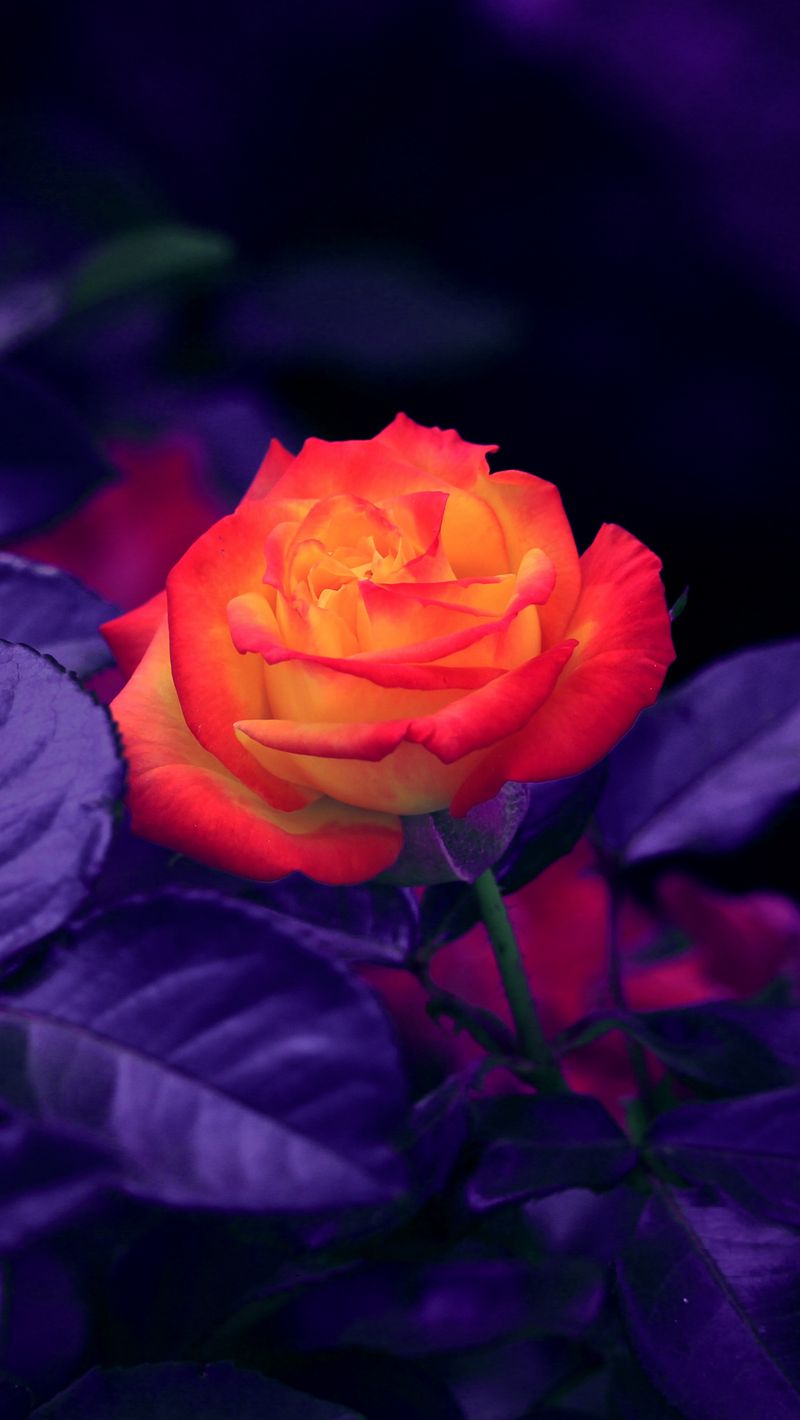 800x1420 Wallpaper rose, bud, orange, purple