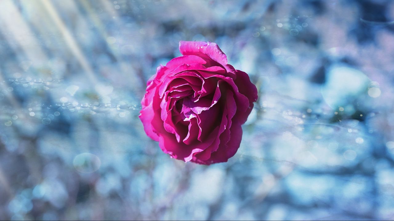 Wallpaper rose, bud, petals, blur