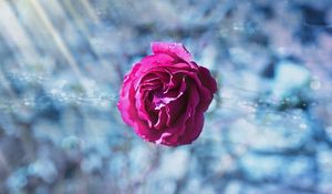 Preview wallpaper rose, bud, petals, blur