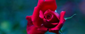 Preview wallpaper rose, bud, petals, blur, close-up
