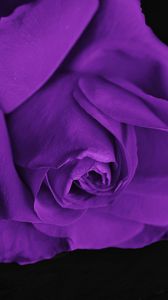 Preview wallpaper rose, bud, petals, purple