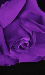 Preview wallpaper rose, bud, petals, purple