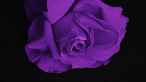 Preview wallpaper rose, bud, petals, purple