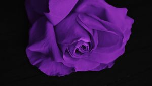 Preview wallpaper rose, bud, petals, purple