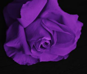 Preview wallpaper rose, bud, petals, purple