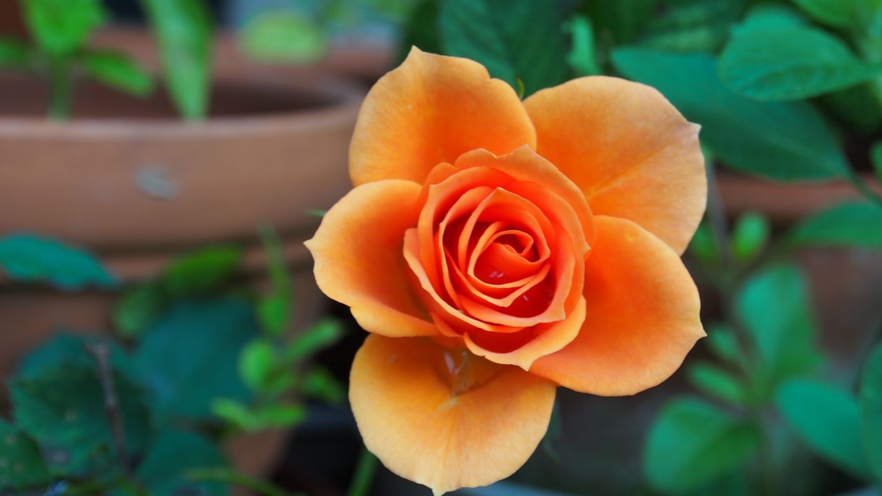 Wallpaper rose, bud, petals, close-up