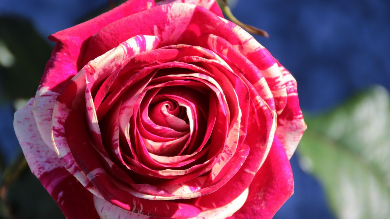 Wallpaper rose, bud, petals, close-up