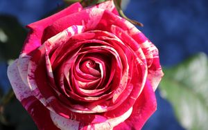 Preview wallpaper rose, bud, petals, close-up