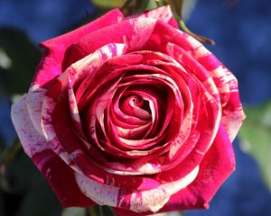 Preview wallpaper rose, bud, petals, close-up