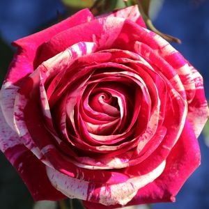 Preview wallpaper rose, bud, petals, close-up