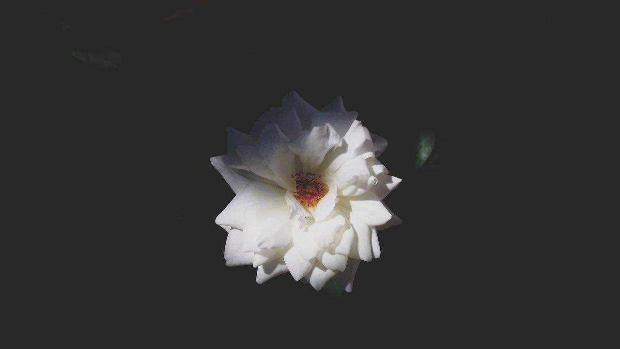 Wallpaper rose, bud, petals, white