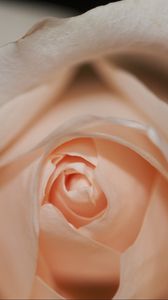 Preview wallpaper rose, bud, petals, close-up