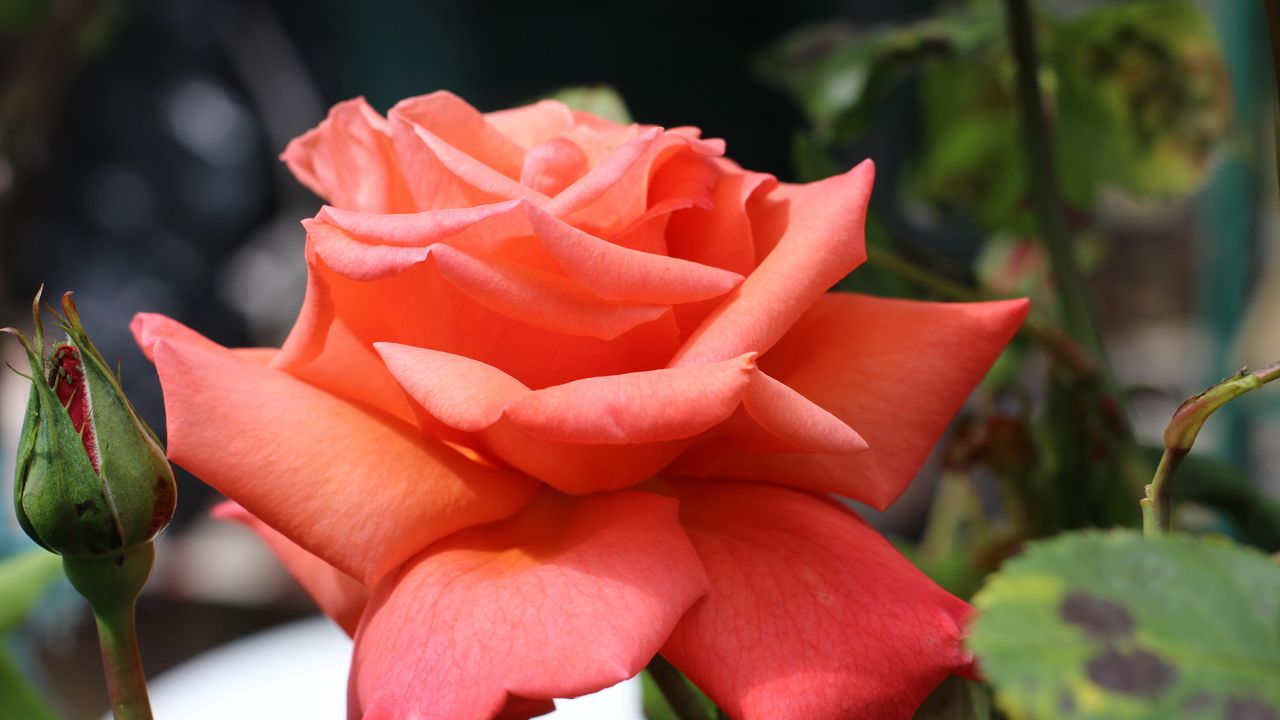 Wallpaper rose, bud, petals, close-up