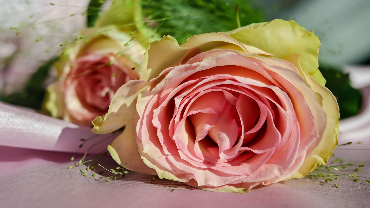 Wallpaper rose, bud, petals, pink