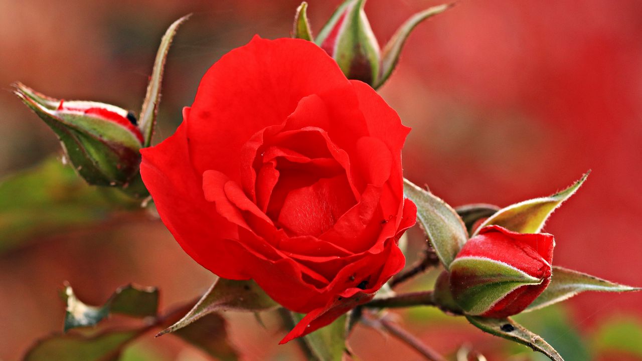 Wallpaper rose, bud, petals