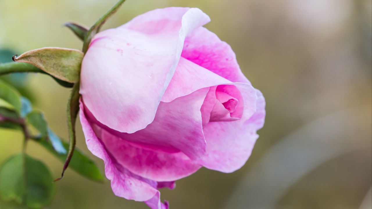 Wallpaper rose, bud, petals, blur, macro