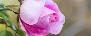 Preview wallpaper rose, bud, petals, blur, macro