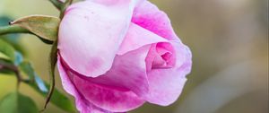 Preview wallpaper rose, bud, petals, blur, macro