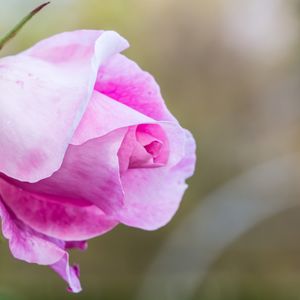 Preview wallpaper rose, bud, petals, blur, macro