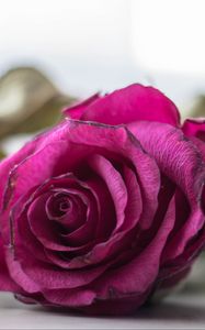 Preview wallpaper rose, bud, petals, close-up