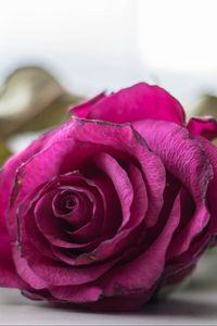Preview wallpaper rose, bud, petals, close-up