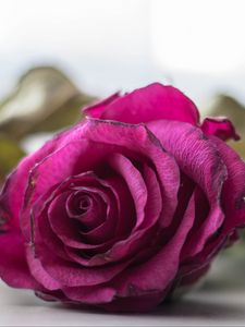Preview wallpaper rose, bud, petals, close-up