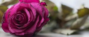 Preview wallpaper rose, bud, petals, close-up