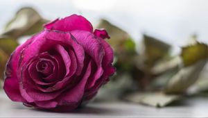 Preview wallpaper rose, bud, petals, close-up