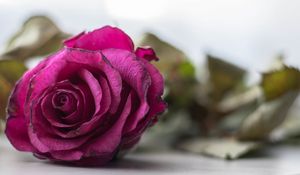 Preview wallpaper rose, bud, petals, close-up