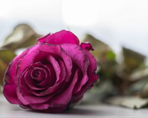 Preview wallpaper rose, bud, petals, close-up