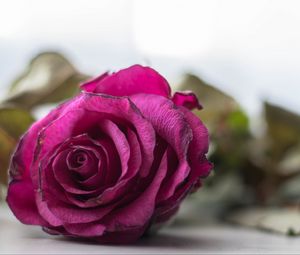 Preview wallpaper rose, bud, petals, close-up