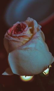 Preview wallpaper rose, bud, petals, glitter