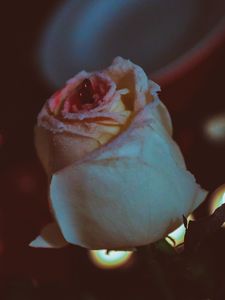 Preview wallpaper rose, bud, petals, glitter