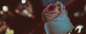 Preview wallpaper rose, bud, petals, glitter