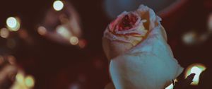 Preview wallpaper rose, bud, petals, glitter