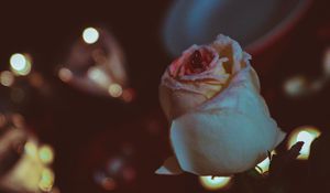Preview wallpaper rose, bud, petals, glitter
